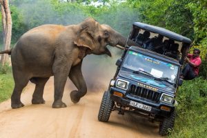Elefante ataca veículo com várias pessoas dentro