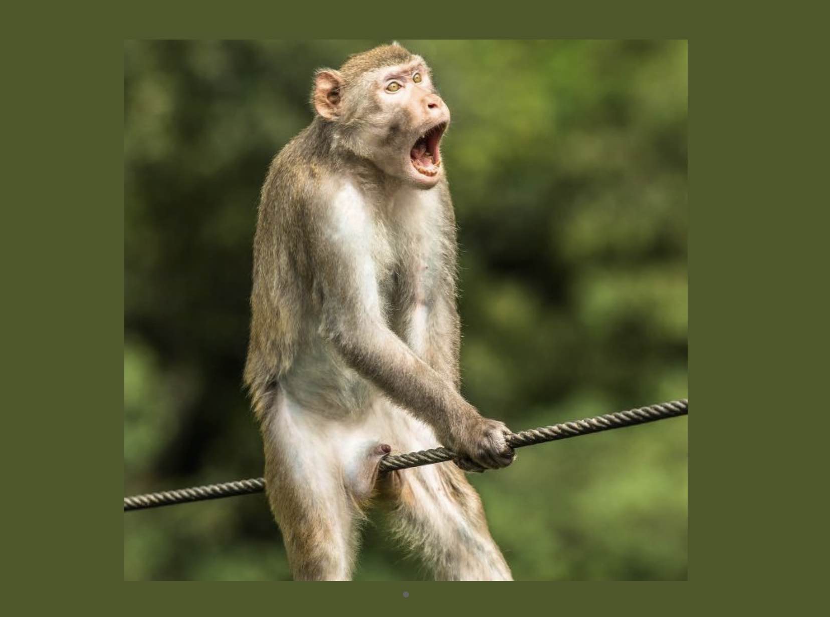 TOP 10 MACACOS ENGRAÇADOS -Funny monkeys -Duvido vc não rir 