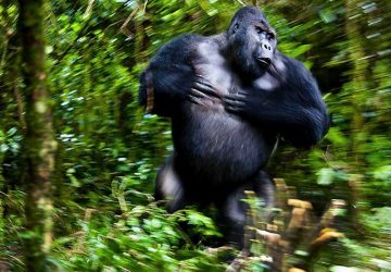 prêmio concurso de fotografia da natureza mudança climática foto premiada