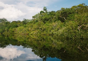 Amazon Rainforest