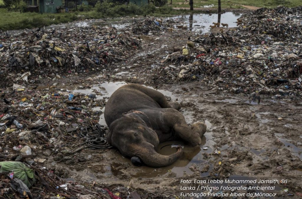 Elefante prêmio fotografia ambiental