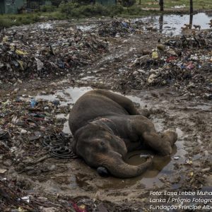 Elefante prêmio fotografia ambiental