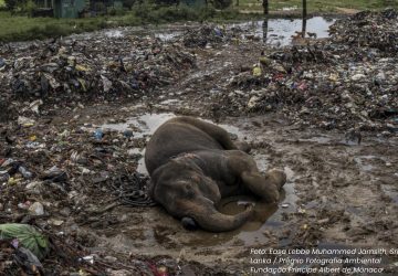 Elefante prêmio fotografia ambiental