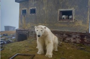 Prêmio fotografia aérea drone urso Rússia
