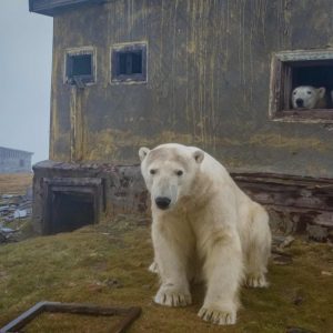 Prêmio fotografia aérea drone urso Rússia