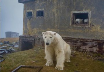 Prêmio fotografia aérea drone urso Rússia