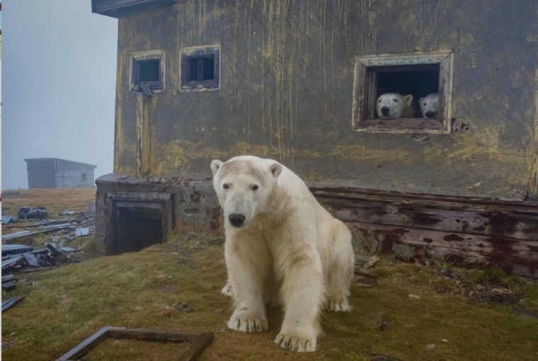 Prêmio fotografia aérea drone urso Rússia