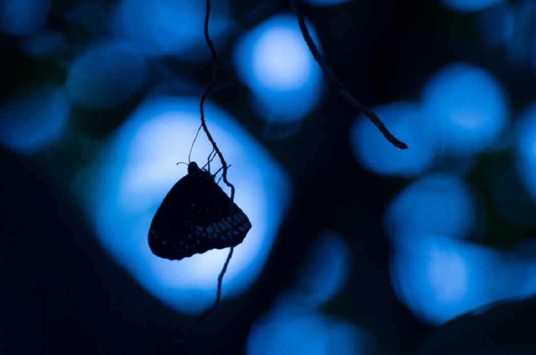 jovens fotógrafos borboleta prêmio de fotografia concurso de fotografia Nature TTL Photographer of the Year Índia