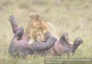 Concurso de fotografia mundo animal