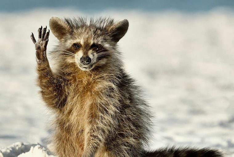 A intrigante imagem de macaco com mangusto no colo que concorre a prêmio de  fotos de vida selvagem, Meio Ambiente