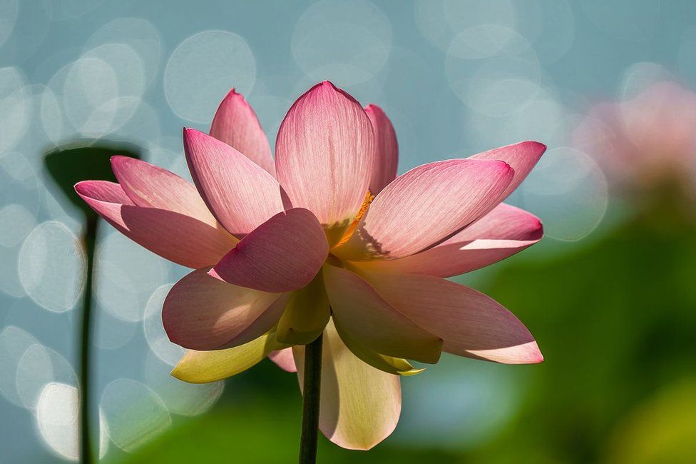 Flor rosa Chegada da primavera foto premiada concurso de fotografia Garden Photographer Reino Unido