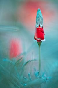 Flor azul e vermelha Chegada da primavera foto premiada concurso de fotografia Garden Photographer Reino Unido 