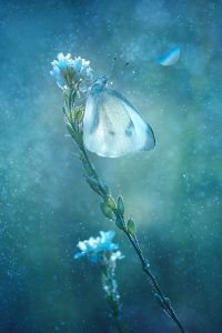 Flor borboleta Chegada da primavera foto premiada concurso de fotografia Garden Photographer Reino Unido 