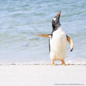 Pinguim fotos mais engraçadas da vida selvagem concurso prêmio de fotografia