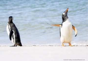 Pinguim fotos mais engraçadas da vida selvagem concurso prêmio de fotografia