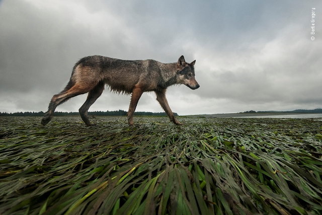 lobo da costa fotografia de vida selvagem Canadá