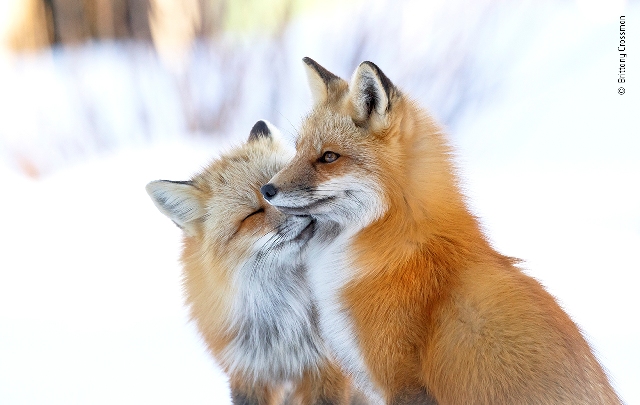 raposas vermelhas fotografia da vida selvagem Canadá