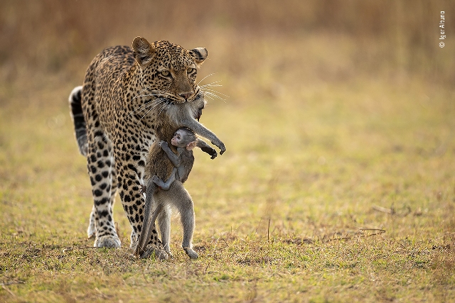 leopardo fotografia da vida selvagem Zâmbia