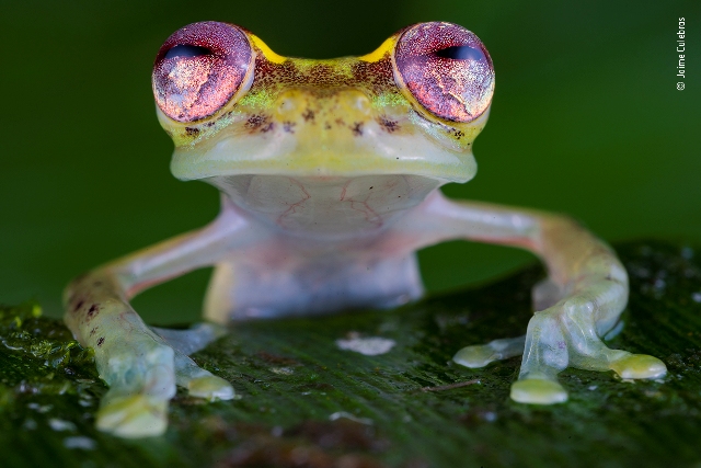 sapo fotografia da vida selvagem Equador