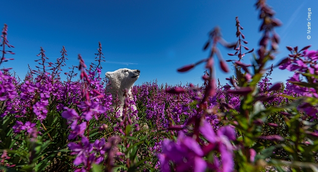urso entre flores fotografia da vida selvagem Canadá