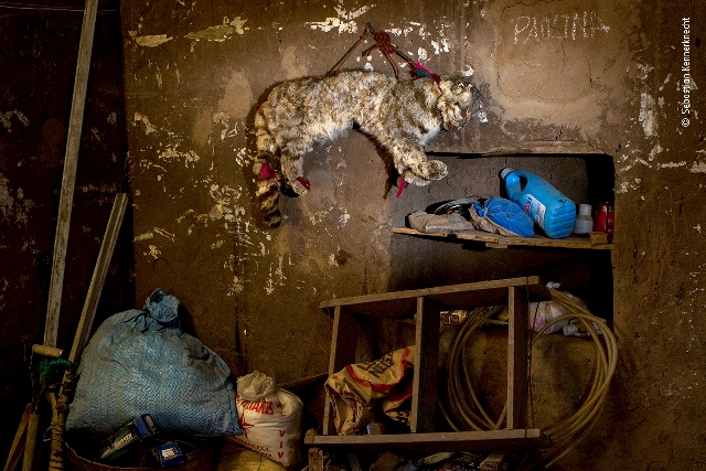 gato andino fotografia de vida selvagem Andes Argentina