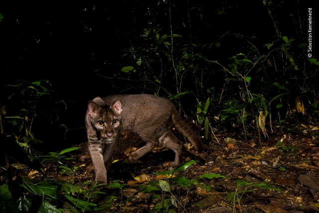 gato dourado fotografia de vida selvagem Uganda