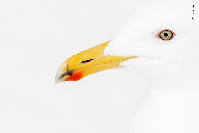 gaivota bico amarelo fotografia de vida selvagem Japão