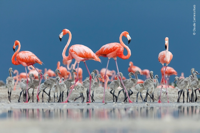flamingos fotografia de vida selvagem México