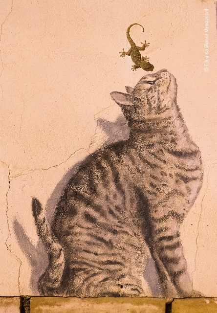 gatp pintado na parede fotografia de vida selvagem Espanha