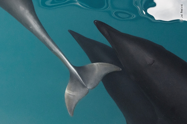 golfinhos fotografia de vida selvagem Califórnia