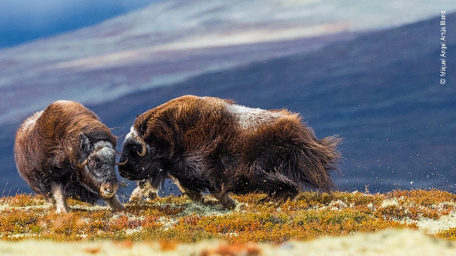 boi-amiscarado fotografia de vida selvagem Noruega