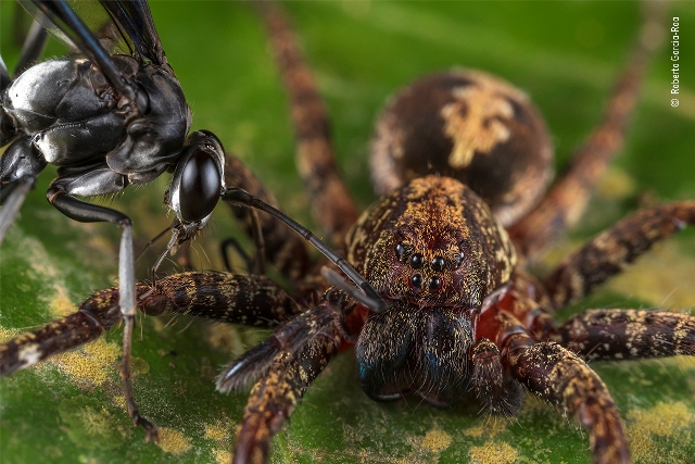 vespa e aranha fotografia de vida selvagem Peru