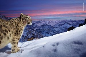 leopardo das neves fotografia da vida selvagem