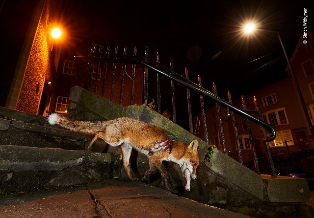 raposa machucada fotografia de vida selvagem Reino Unido