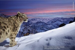 Foto leopardo vencedora prêmio museu história natural de l