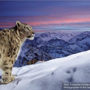 Foto leopardo vencedora prêmio museu história natural de l