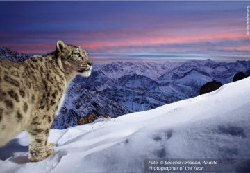 Foto leopardo vencedora prêmio museu história natural de l