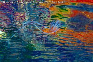 Imagem de groselhas do mar do prêmio de Fotografia Subaquática