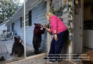 Mulher com urso concurso fotografia ambiental