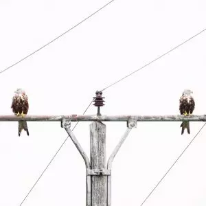 Foto de casal de pássaros sobre poste de luz venceu concurso de fotografia da natureza GDT