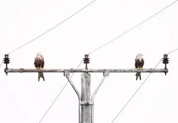 Foto de casal de pássaros sobre poste de luz venceu concurso de fotografia da natureza GDT