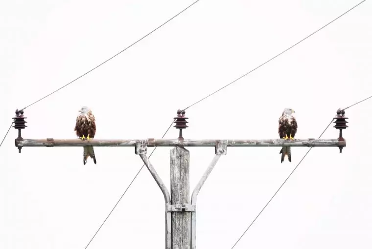 Foto de casal de pássaros sobre poste de luz venceu concurso de fotografia da natureza GDT