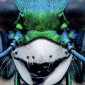 Foto besouro premiada em concurso de fotografia de insetos