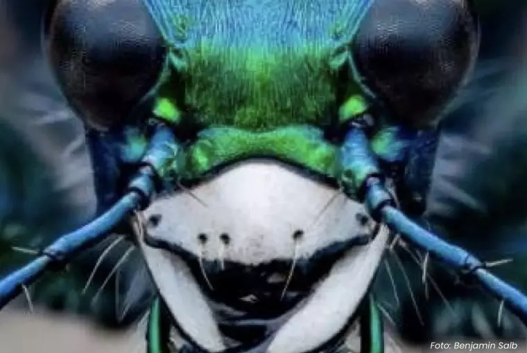 Foto besouro premiada em concurso de fotografia de insetos