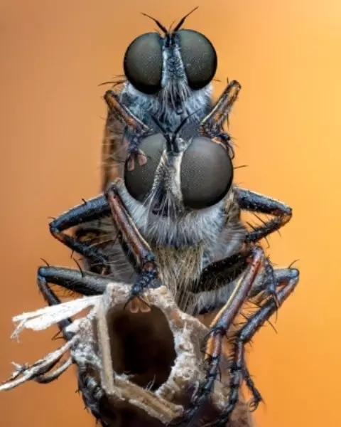 formigas acasalando fotos de insetos concurso de fotografia