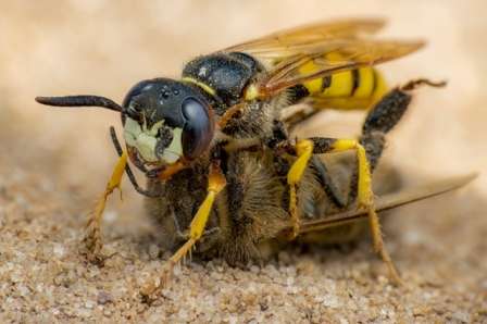 vespa e abelha fotos de insetos concurso de fotografia