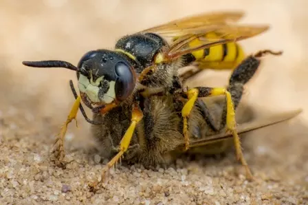 vespa e abelha fotos de insetos concurso de fotografia