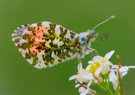 borboleta com mancha laranja na asa fotos de insetos concurso de fotografia