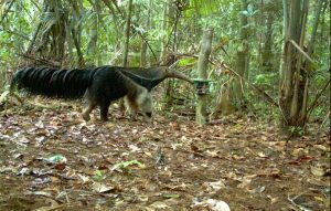 fotos de animais na Amazônia, tamanduá-bandeira