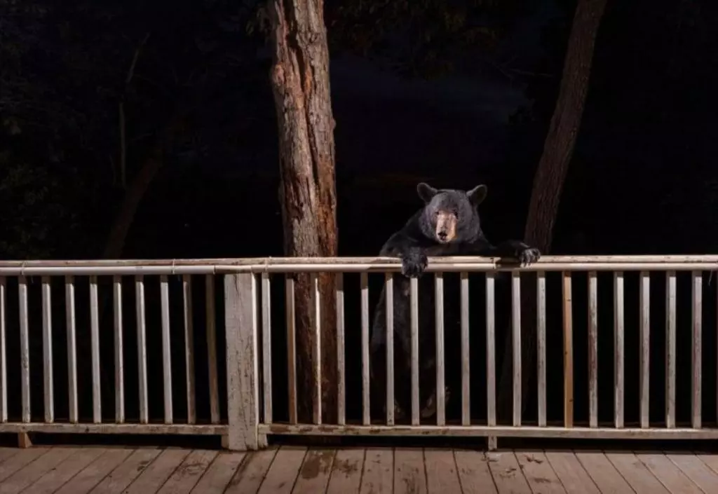 Foto de um urso na varanda é uma das vencedoras do prêmio de fotos de natureza Big Picture